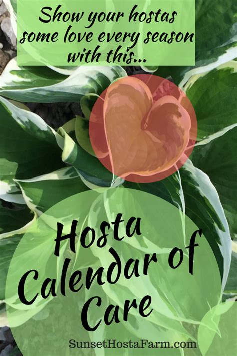 How to care for hostas in pots. Hosta - Seasonal Calendar of Care | Hosta care, Hostas ...