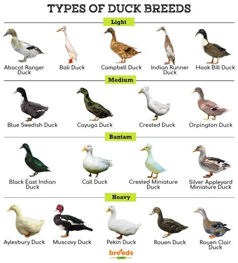 Duck Breeds Facts Types And Pictures