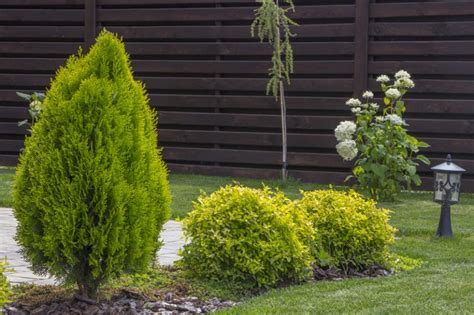 Wann sollten sie keinen rindenmulch auftragen? Thuja düngen » Wann und womit wird der Lebensbaum gedüngt?