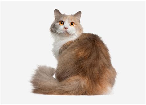 This list gives the country of origin and a short description of the. Cat Breeds - Cat Breed Selector A-Z | Mypetzilla