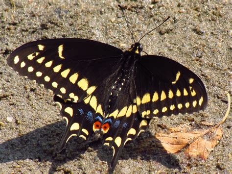 Forages in trees and bushes. File:Black Swallowtail, male, Ottawa.jpg - Wikimedia Commons