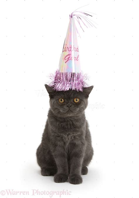 Grey Kitten Wearing A Birthday Party Hat Photo Wp18227