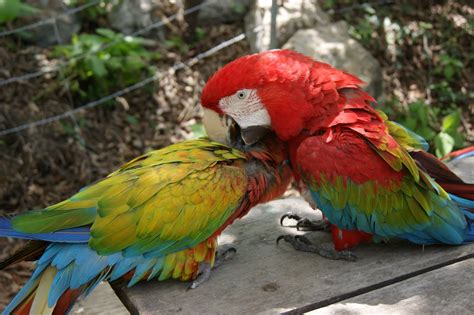 Las aves son animales vertebrados, de sangre caliente, que caminan, saltan o se mantienen solo sobre las extremidades posteriores, mientras que las extremidades anteriores han evolucionado hasta convertirse en alas que, al igual que muchas otras características anatómicas únicas, les permiten. Un paseo por la vida: Aves exóticas
