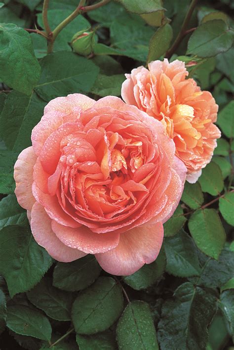 But come on david austin, the rest of the country has reopened, including garden centres retailing your roses for you and generating money to still pay your staff wages, or perhaps they are currently. David Austin English rose Abraham Darby 175mm Pot ...