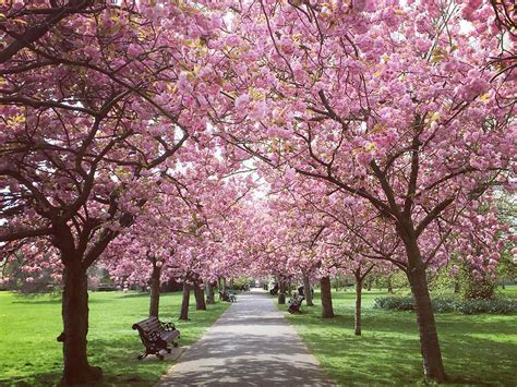 Use them as your computer background or phone lock screen. 23 Stunning Places To See Spring Flowers in London Parks ...