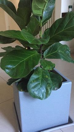 Dark, droopy and browning leaves leading to leaf drop. Fiddle Leaf Fig Drooping and Turning Yellow - Help (pics ...