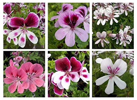 6 Mixed Scented Geranium Plug Plants Stunning Flowers With Scented F