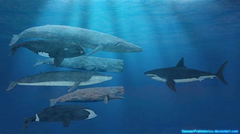 Whales And Megalodon.. | Dinosaur Home