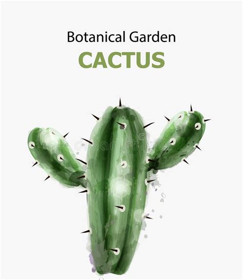 Cactus Watercolor Isolated Botanic Garden Vector Illustrations Stock