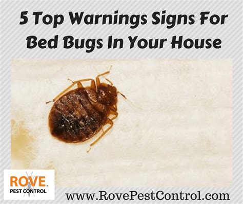 Warnings Signs For Bed Bugs In Your House Rove Pest Control