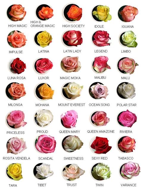 Varieties Of Roses Import Flowers Nashville Ecuatorian Roses Rose