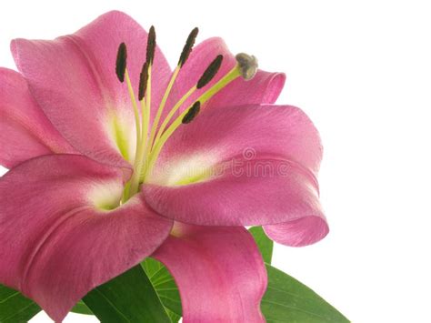 Pink Lilies Stock Image Image Of Petal Pistil Beautiful 6137437