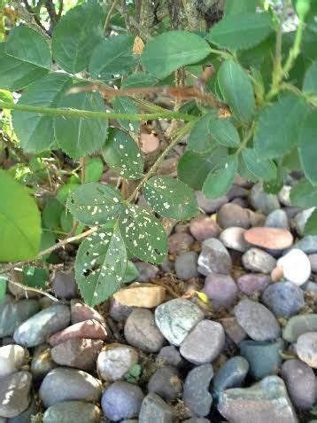 Use it in your personal projects or share it as a cool sticker on tumblr, whatsapp, facebook messenger, wechat, twitter similar rose png clipart ready for download. Pinterest • The world's catalog of ideas