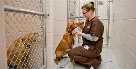 Top 100 Animal Care Worker