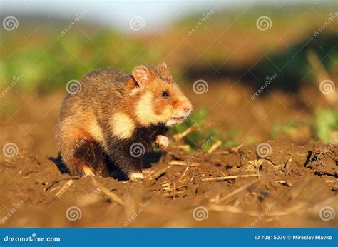 Common Hamster On Field Stock Image Image Of Hunting 70815079