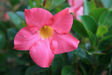 Scopri con noi lepiante appartamento dai fiori rosa e tutte le loro caratteristiche di coltivazione. un' insolito omaggio floreale per voi su CHIACCHERE FRA AMICI