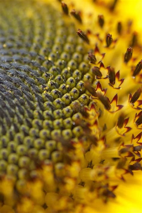 Sunflower Seeds Detail Stock Image Image Of Blossom 15646735