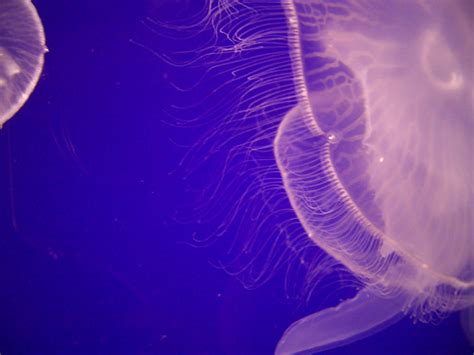 Luminous Jellyfish Kasai Rinkai Aquarium Rie3phs Flickr