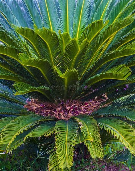 Cycas Tree Or Japanese Sago Palm With Green Feather Like Leaves And