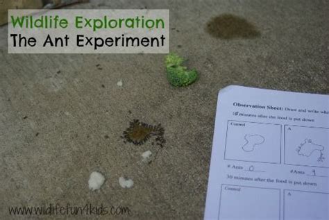 The Ant Experiment Mother Natured Fun Science Science Experiments