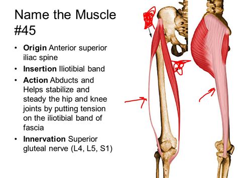 Muscles Quiz Ppt Video Online Download