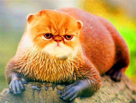 95 Best Animal Mashups Images On Pinterest Funny Animals