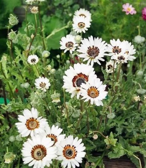 50 White Zulu Prince Cape Daisy Venidium Flower Seeds Etsy