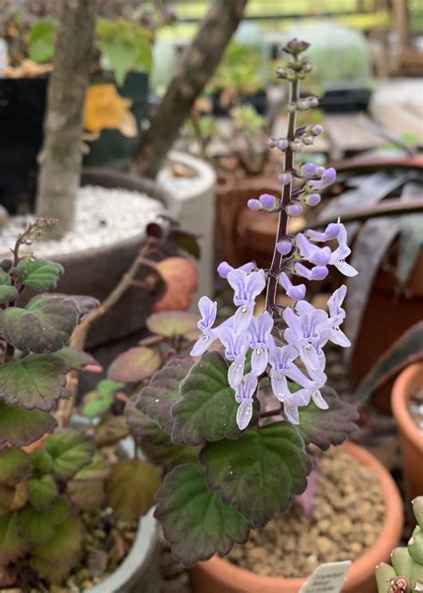 Plectranthus ernstii is free with the flowers : Caudex