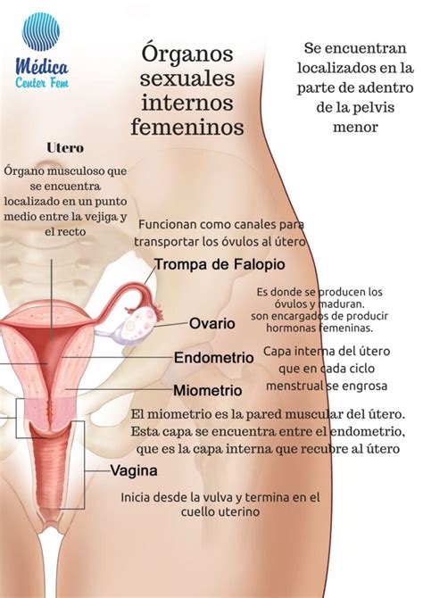 Anatomia Sistema Reproductor Sistema Reproductor Masculino Los The Best Porn Website