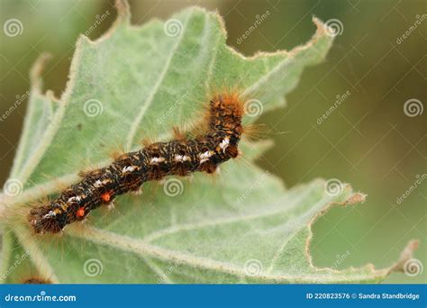 A Brown Tail Moth Caterpillar Euproctis Chrysorrhoea Feeding On A