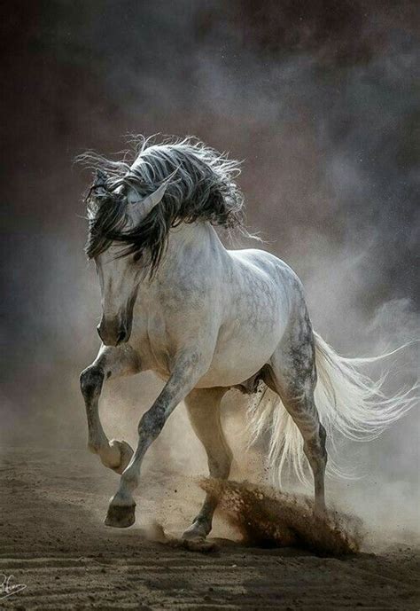 Beautiful Arabian Horses Most Beautiful Horses Majestic Horse