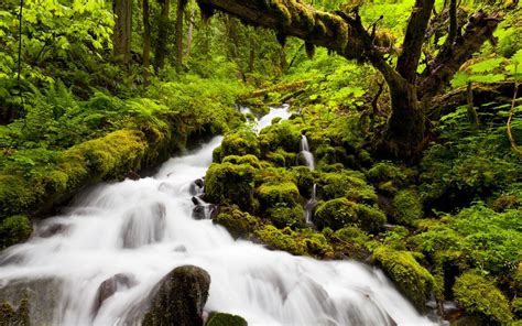 Nature Forests Jungles Rivers Streams Green Water Wallpaper Background ...