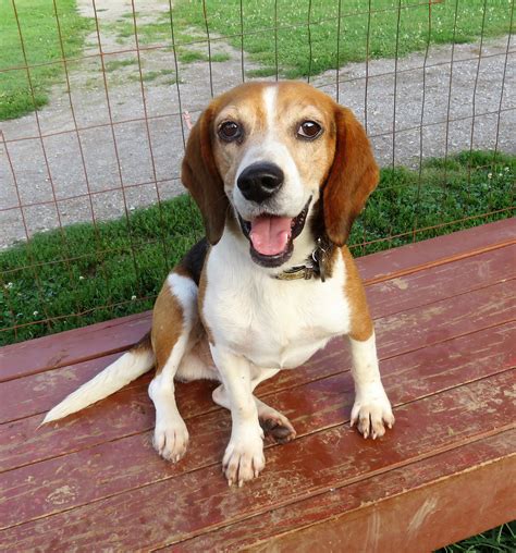 27 Tiny Beagle Puppy Rescue Photo 4k Ukbleumoonproductions