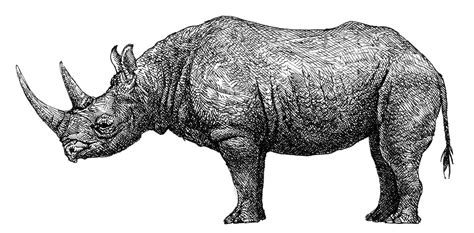 This large, vertical black and white ballpoint pen drawing was made by linda newman boughton in 2011. Black rhinoceros. | Black rhinoceros. Ink and pen drawing ...