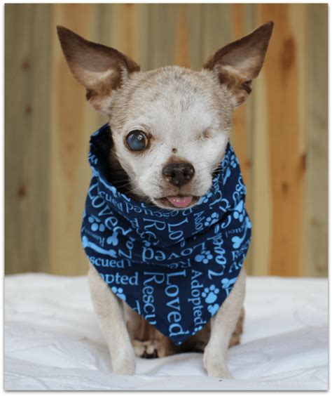 These innocent darlings were left behind a hardware store in lake county and upon discovery they were taken to the local shelter. Harley, a Puppy Mill Survivor | Dog rescue groups, Puppy ...