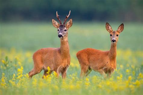 From wikipedia, the free encyclopedia. Wildtiere - 6 Steckbriefe zu den Tieren des Waldes » JAKO-O