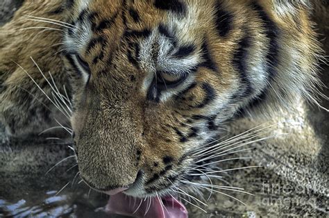 Tiger Drinking Photograph By Thomas Woolworth