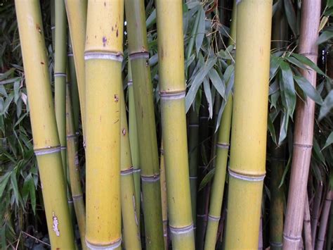 Bamboo Thatch Vegetation 05 Free Stock Photo Public Domain Pictures