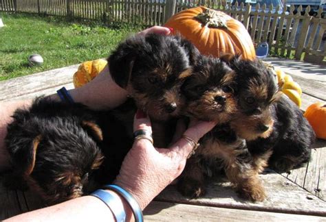 We breed teacup yorkie puppies purebred puppies. Gorgeous Teacup Yorkie Puppies For Adoption text(832) 447-2839 for Sale in Huntington Beach ...