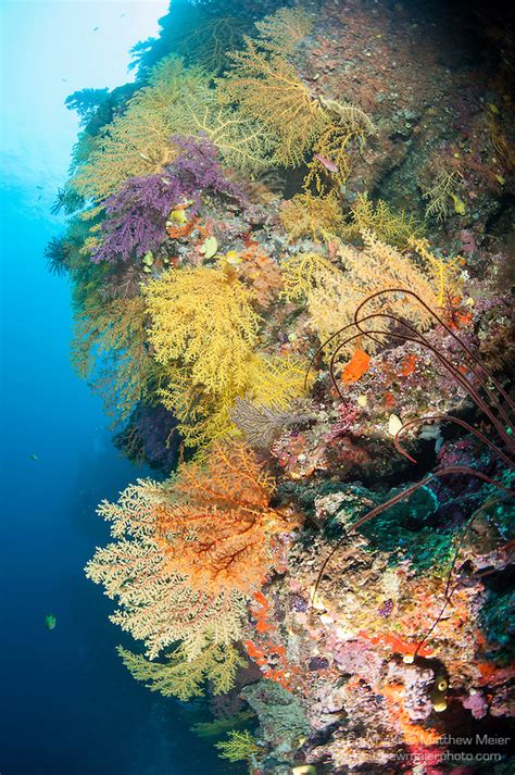 Colorful Coral Reefs Fiji Sexiezpicz Web Porn