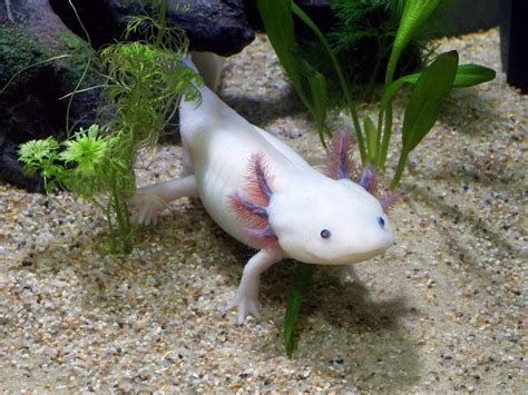 Unusual Tropical Fish For Your Freshwater Home Aquarium