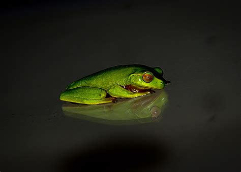1920x1080 Resolution Shallow Focus Photography Of Green Frog Hd