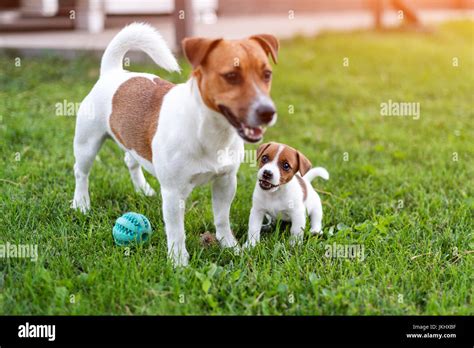 Jack Russell Dogs Playing On Grass Meadow Puppy And Adult Dog Outside