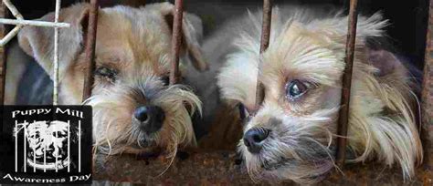 A puppy mill, sometimes known as a puppy farm, is a commercial dog breeding facility that is operated with an emphasis upon profits above. Kids Quiz - Puppy Mill Awareness Day