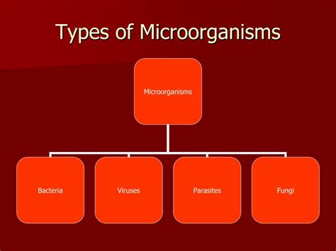 Ppt Microorganisms Powerpoint Presentation Free Download Id2373631