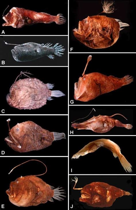 Remarkably Bizarre Deep Sea Creatures Not A Freak Show