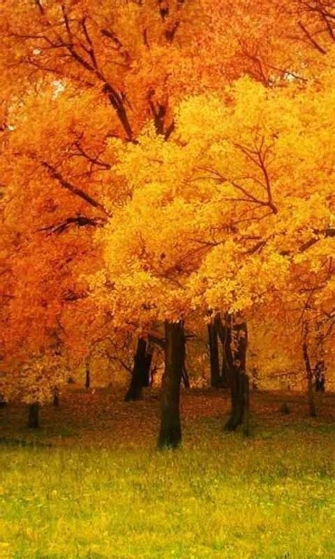Golden Trees Autumn Scenery Autumn Scenes Scenery