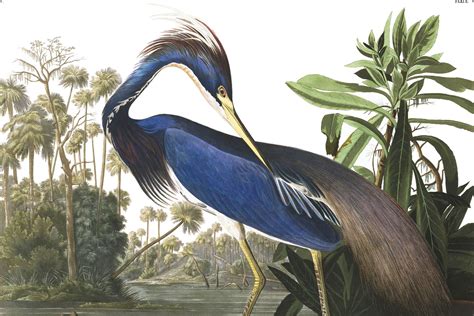 Blue Heron By Jj Audubon Wallpaper Mural Hovia Uk Fugl Kunst