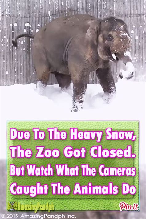 Zoo Was Closed Off Due To The Snow But What The Animals Did Next I