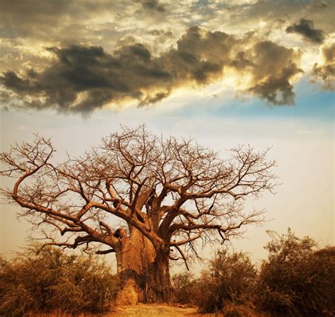 Baobab Trees Have More Than 300 Uses But Theyre Dying In Africa